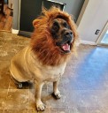 Gentle giant Rufus loves celebrating his birthday on Halloween: Send us your pet stories