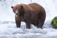 When Does Casper Usually Get its First Snowfall? This, Fat Bears, and Feeding the Birds