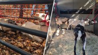 Goats that were roaming near I-95 for months safely captured – NBC Connecticut