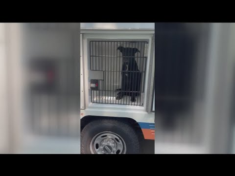 Fulton County changing response to animal investigations after woman likely mauled to death by dogs