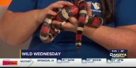 Wild Wednesday: Snakes
