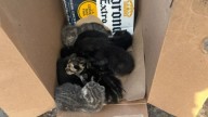 California Shoppers Stunned As Owner Leaves A Box Of Kittens At Store Parking Lot