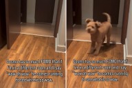Internet in Hysterics at What Poodle With the Worst ‘FOMO’ Ever Does %%page%% %%sep%% %%sitename%% Internet in Hysterics at What Poodle With the Worst ‘FOMO’ Ever Does
