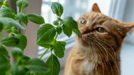 Las tres plantas que aman los gatos y llenan de buena energía tu casa