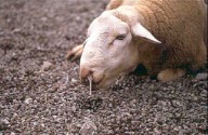 Detectados casos de lengua azul en Teruel mientras el brote se expande por más de una veintena de provincias