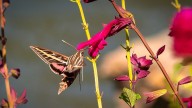 5 Colorful Moth Species That Rival Butterflies' Splendor