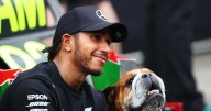 Dog expert shares advice on coping with loss of a dog after Lewis Hamilton heartbreak