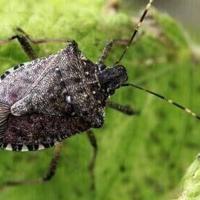 STINK BUGS: I'm Curious, Have You Noticed A Lot Of Stink Bugs Lately?