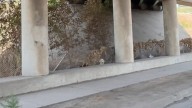 Drivers' Surprise Turns To Shock When They Spot An Abandoned Fluffy Face By The Missouri Road