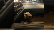 Georgia Man Hears Whimpers In Parking Garage, Then Finds Four Starving Puppies In His Truck