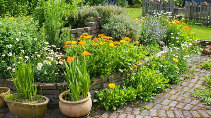 All Of The Benefits Of Planting Rosemary In Your Garden
