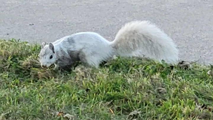 White squirrel becomes a St. Clair Shores celebrity