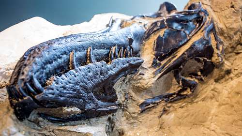 NC Museum's research unveils new dinosaur discovery