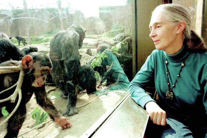 Wildlife advocate and primate expert Jane Goodall dies at 91