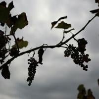 Withering vines: California grape farmers abandon fields as local wine struggles