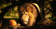 UK safari park turns spooktacular for Halloween with new baby tigers on view too