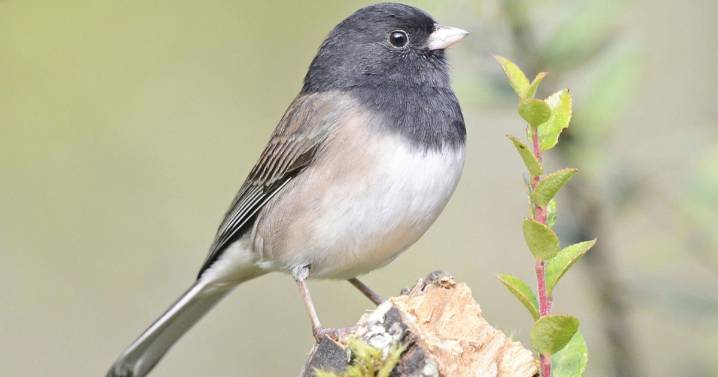 Feathered Friends: Capture October beauty