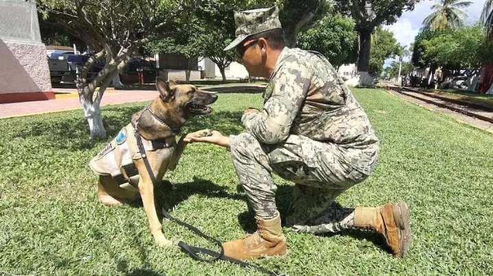 ¡No te rajaste, soldado! ‘Hema’ se jubila del servicio naval en Mazatlán tras 6 años de buscar drogas
