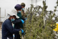 Colombia se alista para vender la flor de cannabis en las farmacias