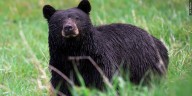 Wrong bear killed after man mauled to death in national forest, wildlife officials say
