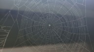 Why do I have cobwebs but no spiders? A pest expert solves the mystery
