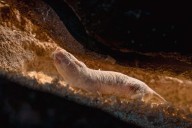 We've discovered another reason why naked mole rats live for so long