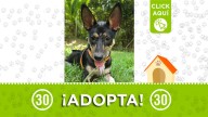 ¡Renata está lista para ser adoptada! Dale una oportunidad a esta hermosa cachorrita