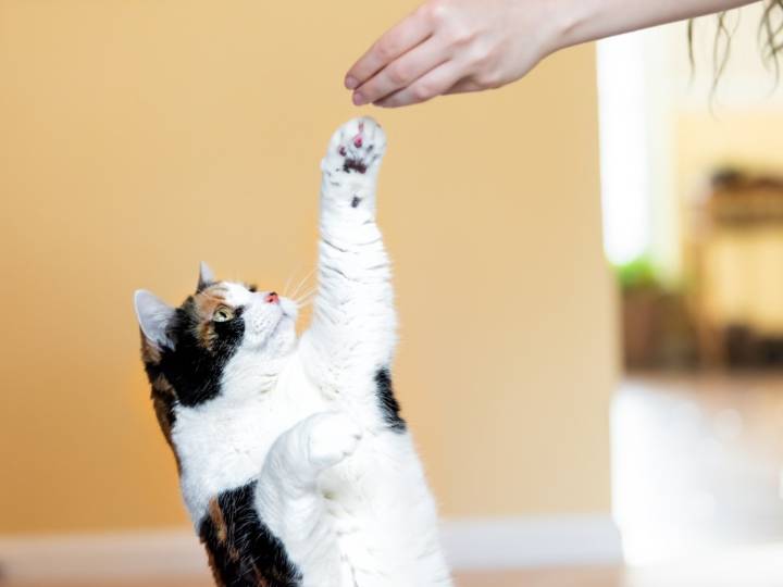 Temptations Cat Treats Has a 6-Pack for Only $15 That ‘Cats Go Crazy’ For