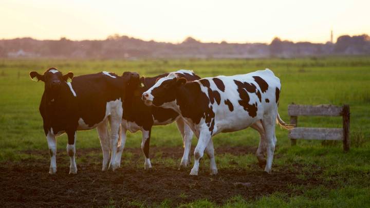 La carne sube un 12% en un año: menos vacas, más demanda y precios récord en el sector