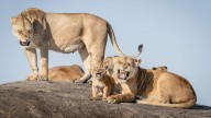 The Funniest Wildlife Photos of the Year Will Have You Roaring With Laughter