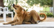 Perritos sin comezón: nuevo tratamiento contra la dermatitis
