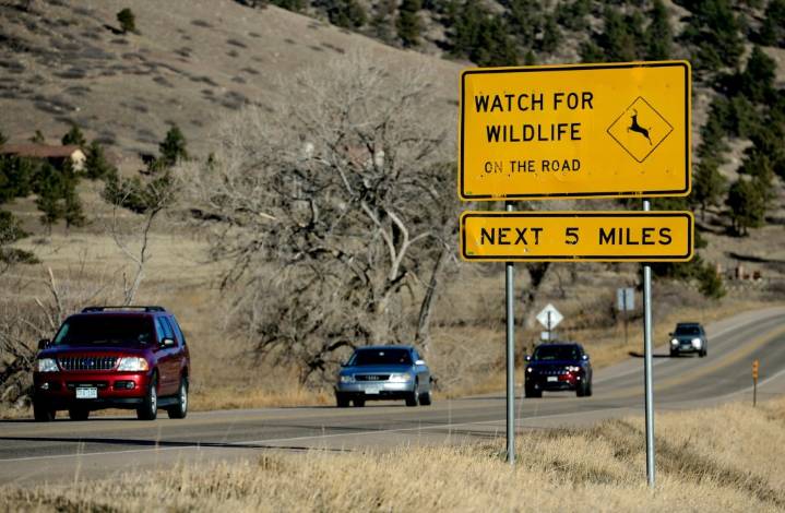 Vehicle collisions with wildlife spike 16% in Colorado after fall time change