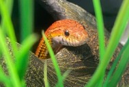 Popcorn, la serpiente más simpática del parque, cumple 13 años