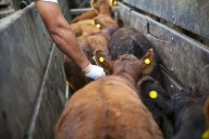 Aftosa: el campo cruzó a funcionaria de Trump y el Gobierno eligió el silencio
