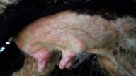 Primer caso en España de dermatosis nodular contagiosa: ¿qué peligro tiene?