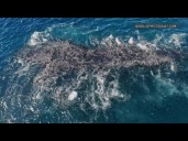 San Diego captain stumbles on 4-hour marine spectacle of a lifetime