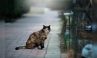 Cyprus triples funding to tackle soaring feral cat population amid calls for strategy