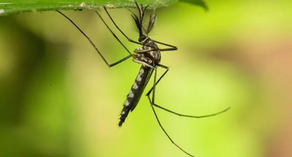 Encuentran por primera vez mosquitos en Islandia, el último país libre de estos insectos