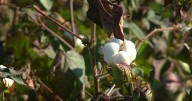 3 IN YOUR TOWN: From farm to stuffed animals - a lesson in cotton at Aubrie Smith Farms