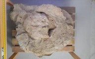 ¡Fascinante! En el Suroeste antioqueño hallaron un fósil que tendría entre 7 y 23 millones de años