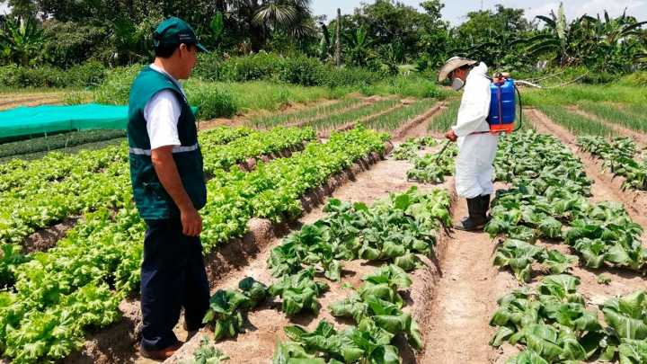Senasa revela que el 15 % de los alimentos en Ayacucho presenta contaminación por plaguicidas pese a avances en inocuidad