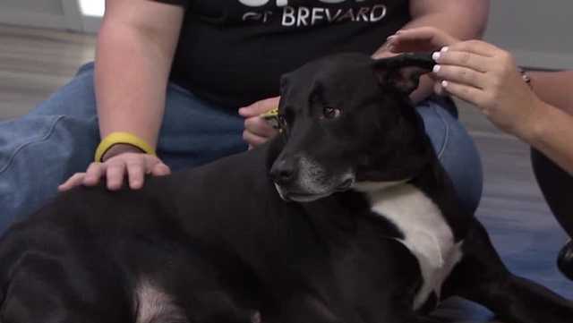 Oakley is looking for a home. He's at the SPCA of Brevard