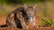 Sensores de fibra óptica para evitar atropellar al lince ibérico