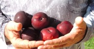Desert Gardener: Plant a plum tree for tasty fruit
