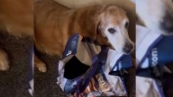 Virginia Golden Retriever Can’t Stop Stealing Household Treasures To Hug In His Bed