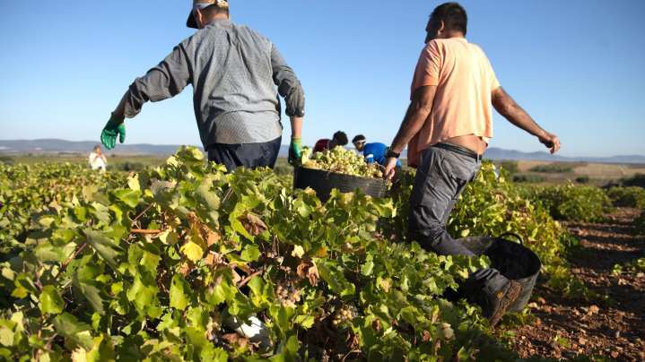 Una cosecha corta, pero de una calidad que "dará que hablar": así ha sido la vendimia