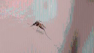 Invasive species of disease-carrying mosquito continues to spread in Northern California