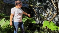 Long-lost ancient Roman artifact reappears in New Orleans backyard