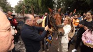 “Jubilan” a caballos que eran usados para recolección de basura en la capital