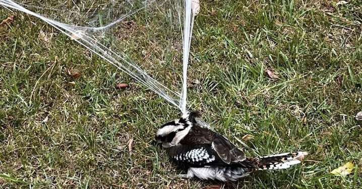 Sad photo highlights dangers of popular Halloween decoration